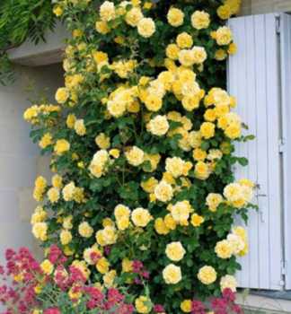 Kletterrose DUKAT *** Tantau, Cont. 2 l