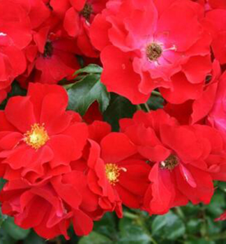 Bodendeckerrose AUSTRIANA * Tantau, Cont. 2 l
