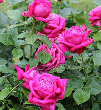 Gro�blumige Buschrose �SENTEUR ROYALE�� ***** Tantau, 20-30 cm, Cont. 2 l