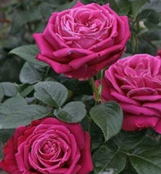 Groblumige Buschrose SENTEUR ROYALE ***** Tantau, Cont. 2 l