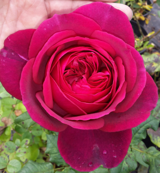 Groblumige Buschrose GOETHE-ROSE ***** Tantau, Cont. 2 l