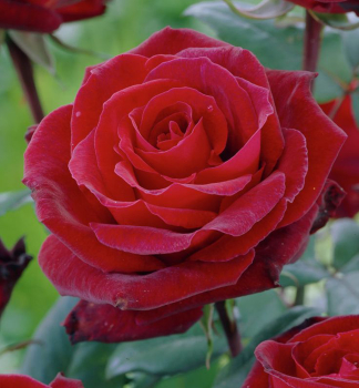 Groblumige Buschrose BARKAROLE *** Tantau, Cont. 2 l