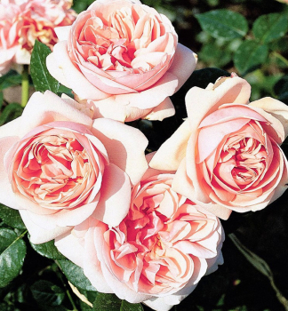 Groblumige Buschrose APHRODITE ** Tantau, Cont. 2 l