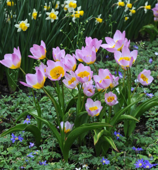Botanische Tulpe BAKERI LILAC WONDER, Packungsinhalt 5 St.