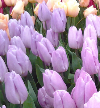 Tulpe CANDY PRINCE, Packungsinhalt 5 St.