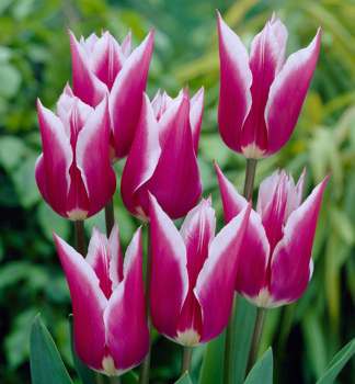Tulpe CLAUDIA Packungsinhalt 5 St.