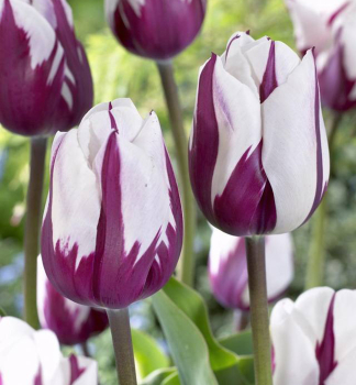 Tulpe �REMS FAVOURITE� Packungsinhalt 5 St.