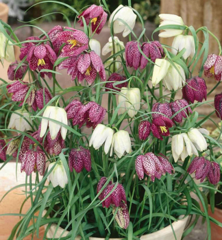Kaiserkrone MELEAGRIS MIXED Packungsinhalt 5 St