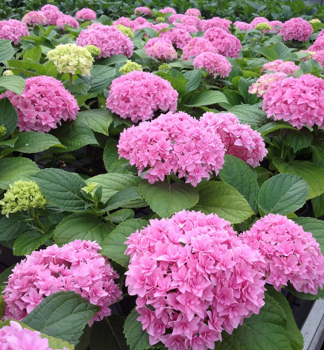 Bauern-Hortensie PERFECTION 20-30 cm, Cont. 1,4 l