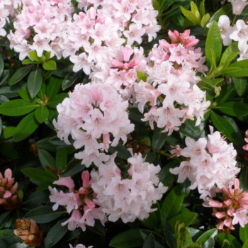 Rhododendron 'BLOOMBUX� PINK' 20-30 cm, Cont. 2 l