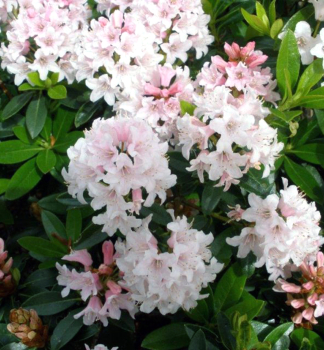 Rhododendron 'BLOOMBUX� PINK' 20-30 cm, Cont. 2 l