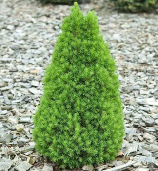 Wei�-Fichte �ZUCKERHUT� 20-30 cm, Cont. 3 l