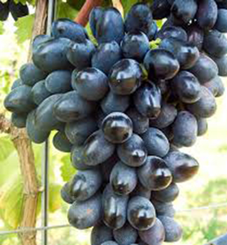 Kernlose Tafeltraube �BLACK PEARL� 30-40 cm, Cont. 2 l