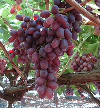 Kernlose Tafeltraube 'CRIMSON', 30-40 cm, Cont. 2 l