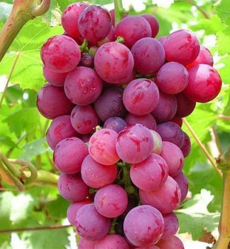 Tafeltraube �RED GLOBE� 30-40 cm, Cont. 2 l