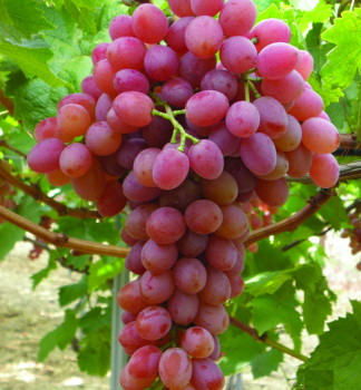 Kernlose Tafeltraube �SUPERNOVA� 30-40 cm, Cont. 2 l