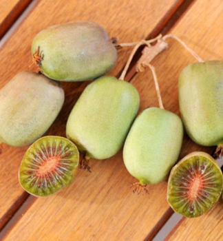 Mini-Kiwi LUCY 30-40 cm, Cont. 1,6 l