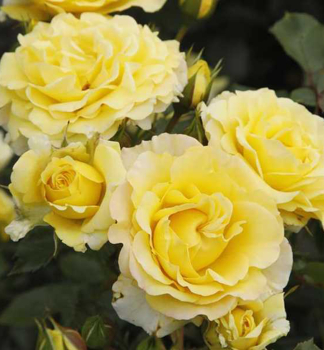 Rose SUNMAID ** ADR, Kordes 2020, Cont. 2 l