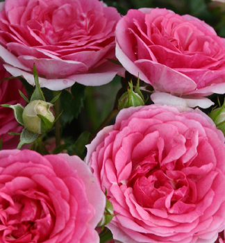 Rose AMICA * ADR, Kordes 2019, Cont. 2 l