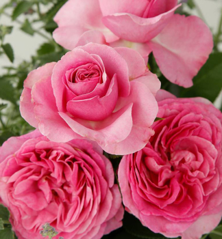 Duftrose 'KNIGIN MARIE' ***** ADR Kordes 2020, Cont. 2 l