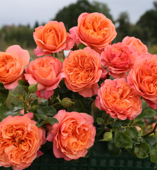 Rose CORAL LIONS-ROSE ** ADR, Kordes 2019, Cont. 2 l