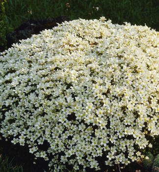 Moos-Steinbrech �ALBA�, Cont. 1 l
