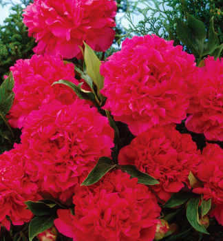 Pfingstrose 'KARL ROSENFIELD' Cont. 1,5 l