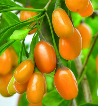 Grofruchtige Gojibeere AMBER SWEET GOJI (Chinesischer Bocksdorn)  50-60 cm, Cont. 5 l