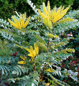 Mahonie 'WINTER SUN' 30-40 cm, Cont. 2,5 l