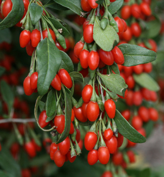 Gro�fruchtige Gojibeere �INSTANT SUCCESS� (Chinesischer Bocksdorn) 30-40 cm, Cont. 1,6 l