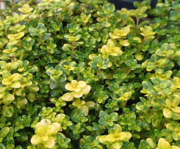 Obr�zok (3)