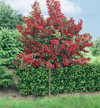 Weigelie 'BRISTOL RUBY' auf Stamm 120 cm, Cont. 12 l