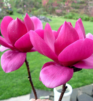 Magnolie CLEOPATRA 40-50 cm, Cont. 5 l