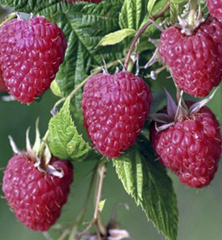 Himbeere �MALLING HAPPY� 20-30 cm, Cont. 2 l