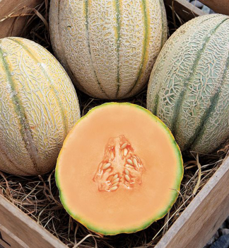 GELBE MELONE MAGNIFICENZA F1 Cont. 0,5 l