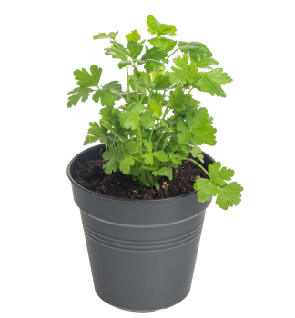 Blatt-Petersilie �TITAN� Cont. 0,5 l