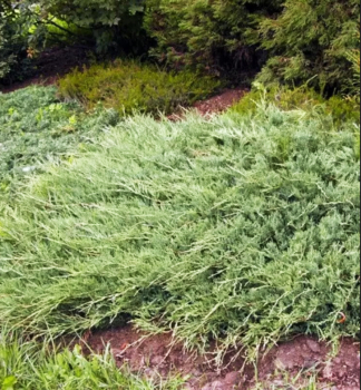 Wacholder 'JADE RIVER' 30-40 cm, Cont. 2,5 l