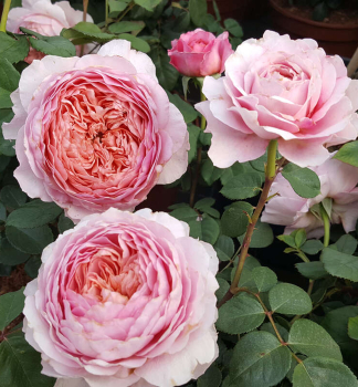 Groblumige Buschrose 'EISVOGEL' ***** Tantau, Cont. 2 l