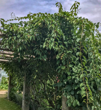 Mini-Kiwi �PRINCE JUMBO� (m�nnliche Zuchtsorte), 40-50 cm, Cont. 2 l