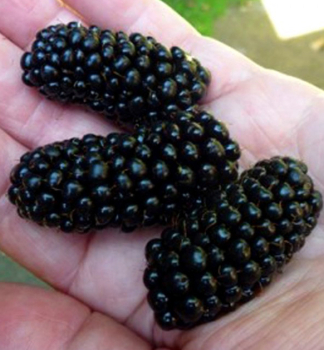 Dornenlose Brombeere AANSK BEZTNNA' 30-40 cm, Cont. 1 l