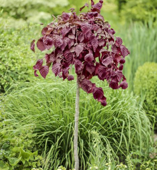 Haselnuss PURPLE UMBRELLA auf Stamm 180 cm, Cont. 15 l