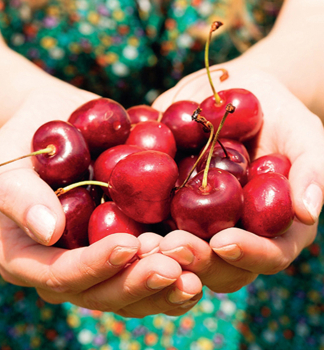 Skirschebaum IRENA, Unterlage Gisela 5, wurzelnackt