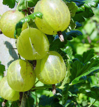 Stachelbeere �RIXANTA�� auf Stamm 60 cm, cont. 4 l