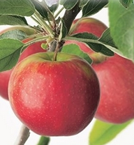 Apfelbaum 'SELENA' unten M26, 120-130 cm, Cont. 7,5 l