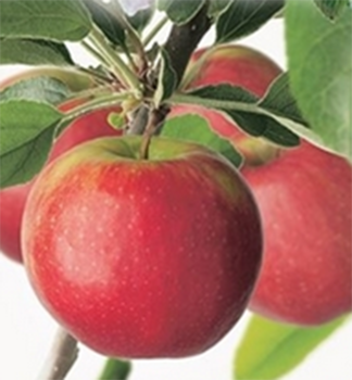 Apfelbaum 'SELENA' unten M26, 120-130 cm, Cont. 7,5 l