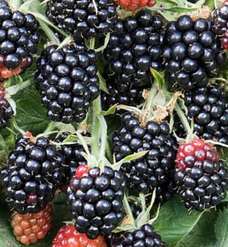 Dornenlose Brombeere 'CHESTER' 15-20 cm, Cont. 1 l