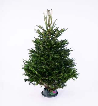 Normannische Tanne, PREMIUM 150-170 cm, frisch geschlagen