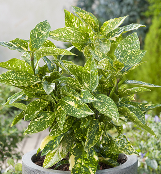 Japanische Aukube �CROTONIFOLIA� 15-20 cm, Cont. 2,5 l