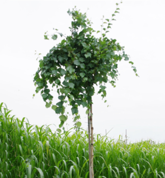 Hnge-Birke SPIDER ALLEY auf Stamm 120 cm, Cont. 7,5 l