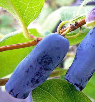 Honigbeere �FIALKA�, 10-15 cm, cont.1,6 l